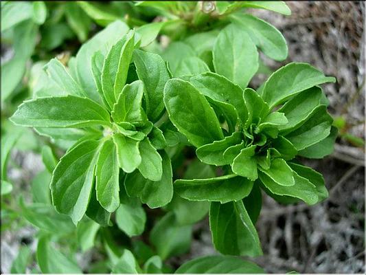 mentha_pulegium