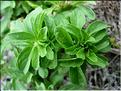 mentha_pulegium