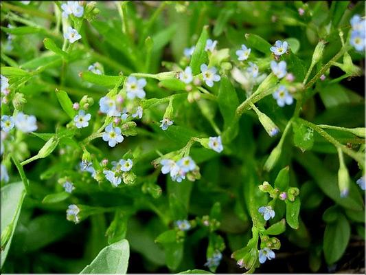 myosotis_sicula