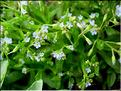 myosotis_sicula