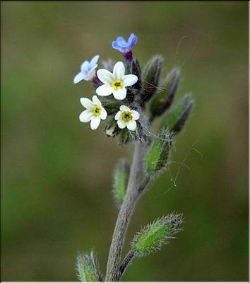 myosotis_versicolor