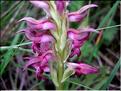 orchis_coriophora