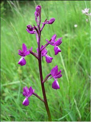 orchis_laxiflora