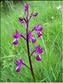 orchis_laxiflora
