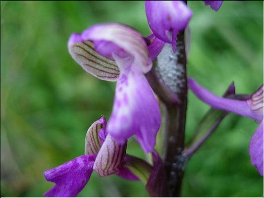 orchis_morio