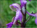 orchis_morio