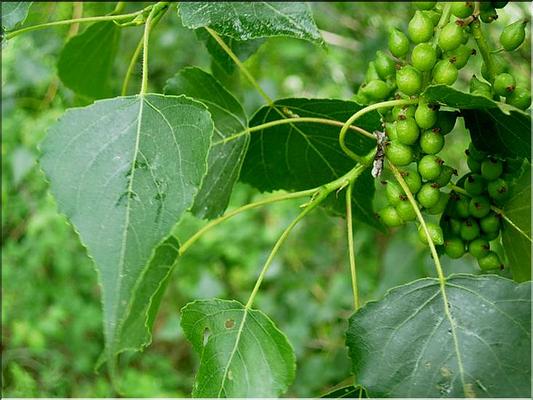 populus_nigra
