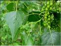 populus_nigra