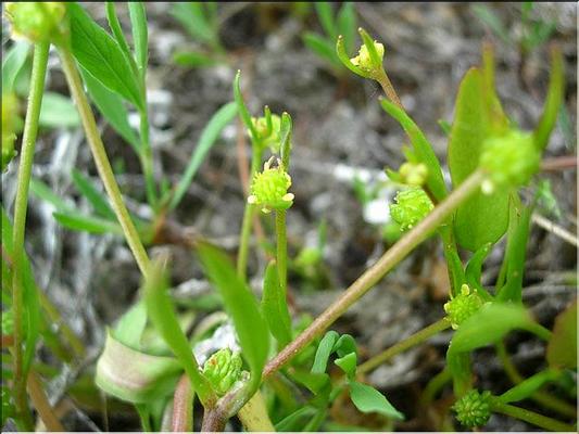 ranunculus_nodiflorus