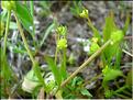 ranunculus_nodiflorus