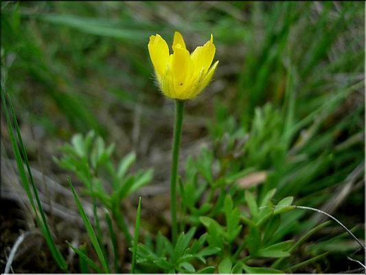 ranunculus_paludosus