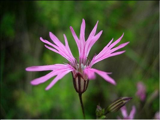 silene_flos-cuculi