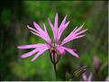 silene_flos-cuculi