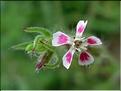 silene_gallica