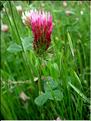 trifolium_incarnatum