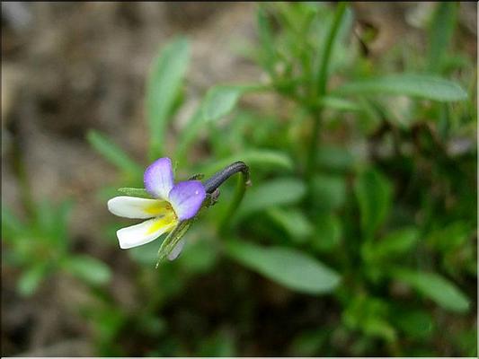 viola_kitaibeliana