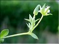 arenaria_ciliata
