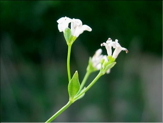 asperula_cynanchica