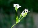 asperula_cynanchica