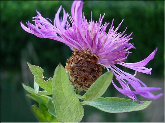 centaurea_thuillieri