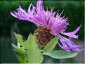 centaurea_thuillieri