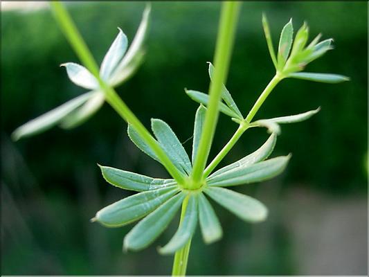 galium_erectum
