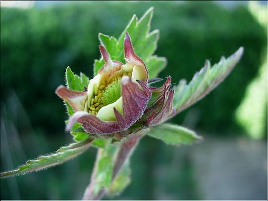 geum_rivale