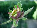 geum_rivale