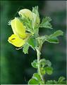 ononis_striata