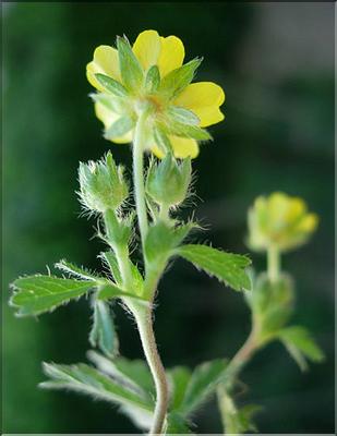 potentilla_neumanniana