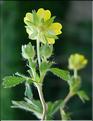 potentilla_neumanniana