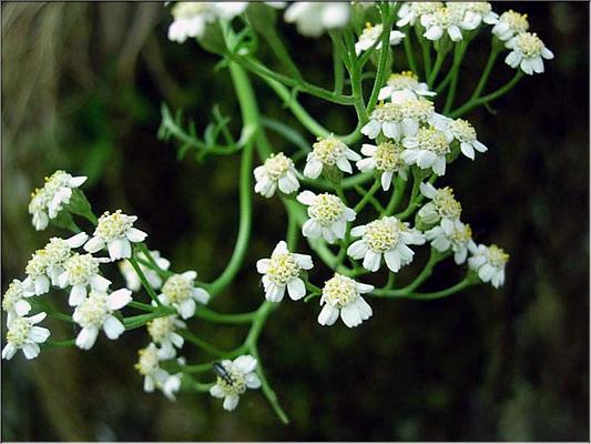 achillea_chamaemelifolia