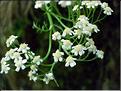 achillea_chamaemelifolia