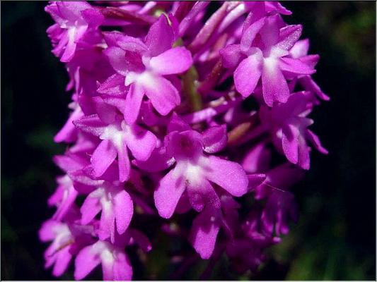 anacamptis_pyramidalis