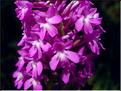 anacamptis_pyramidalis