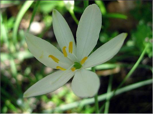 anthericum_liliago
