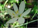 anthericum_liliago