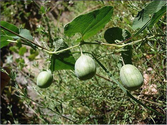 aristolochia_pistolochia