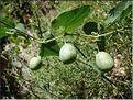 aristolochia_pistolochia