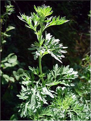 artemisia_absinthium