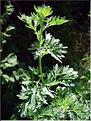 artemisia_absinthium