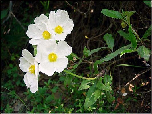 cistus_laurifolius