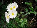 cistus_laurifolius