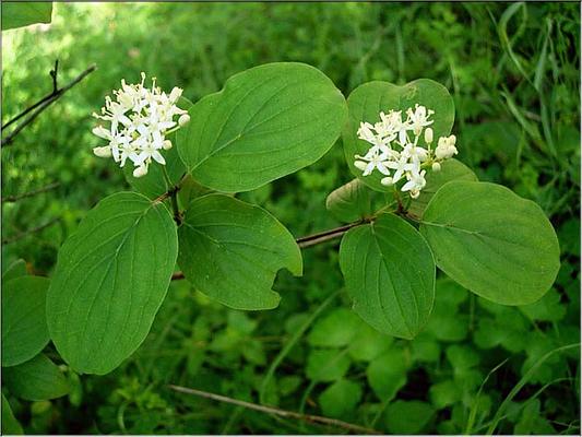 cornus_sanguineus