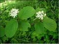 cornus_sanguineus
