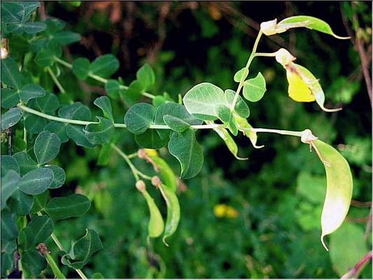 cytisophyllum_sessilifolium