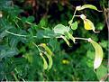cytisophyllum_sessilifolium