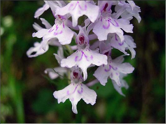 dactylorhiza_fuchsi