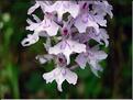 dactylorhiza_fuchsi