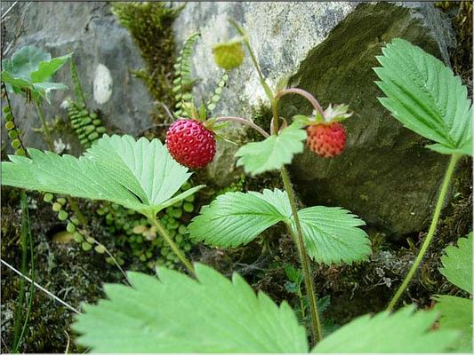 fragaria_vesca